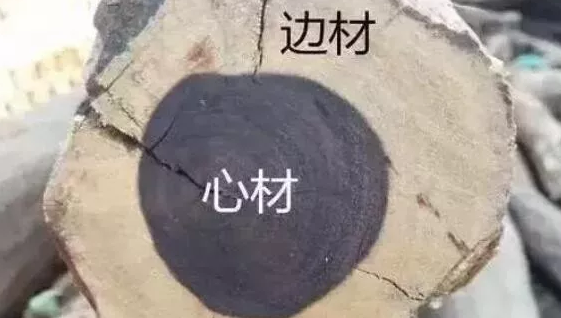 什么是木材的白皮？