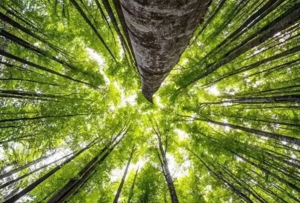 生物质基复合材料制造技术体系产业发展现状及展望