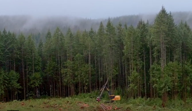 人类与森林的相处之道——加拿大木材的故事